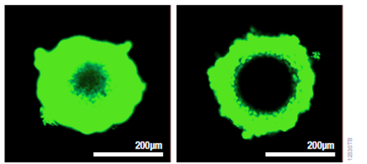 promega cell based assays skinobs