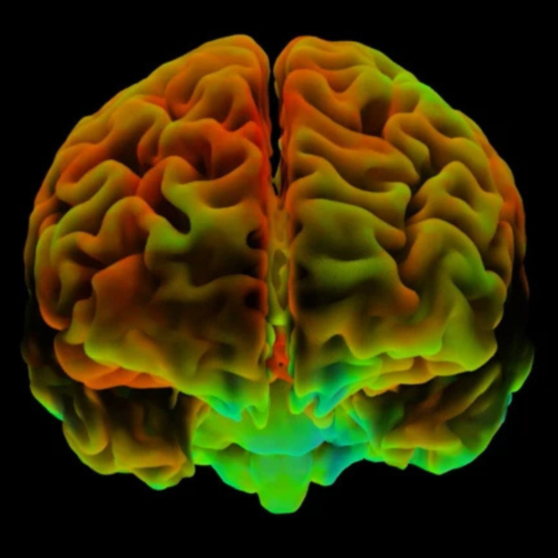Image scanner 3D d'un cerveau en couleurs vibrantes