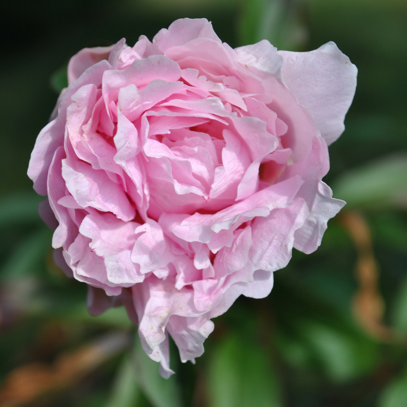 Pivoine rose en pleine floraison