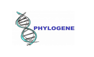 Phylogene
