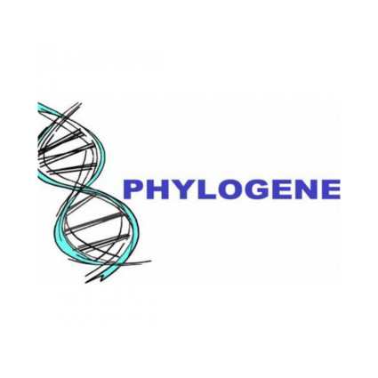 Phylogene