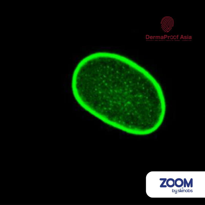 Microscopie cellules cosmétiques Dermaproof Asia
