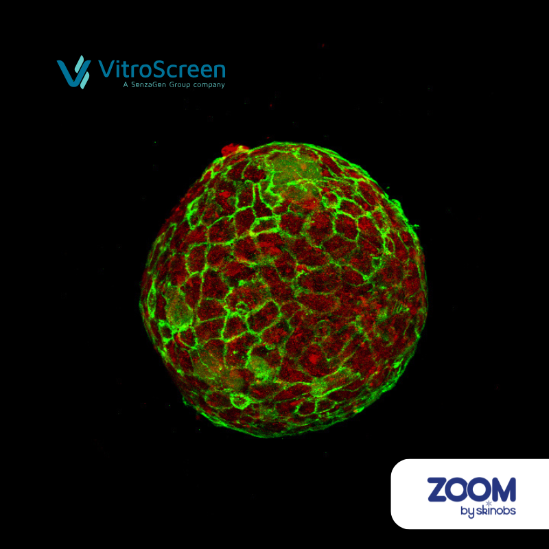 Image microscopique de cellules en culture 3D.