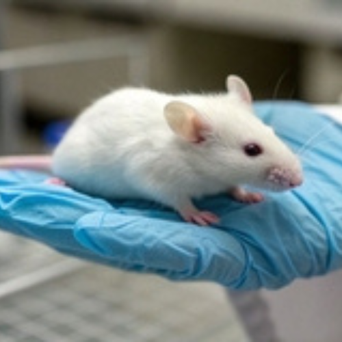 Souris blanche sur gant bleu dans un laboratoire.