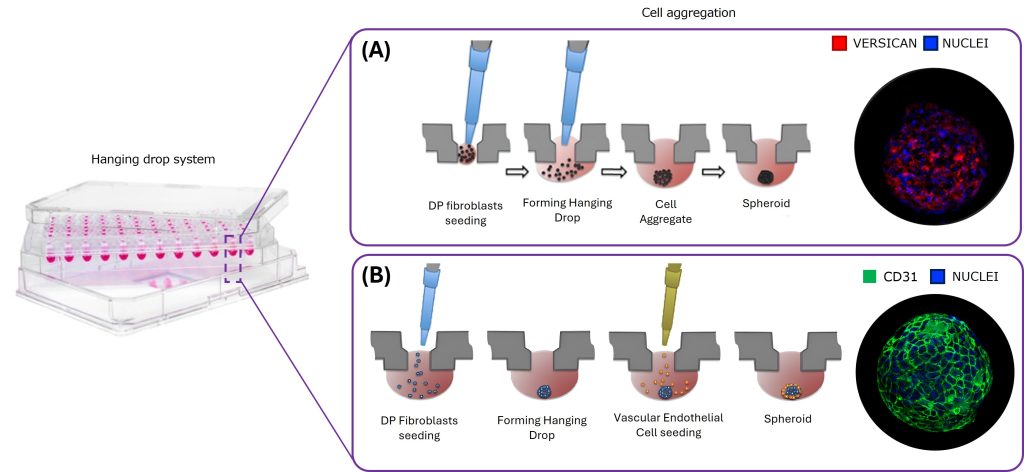 Système de gouttes suspendues pour agrégation cellulaire.