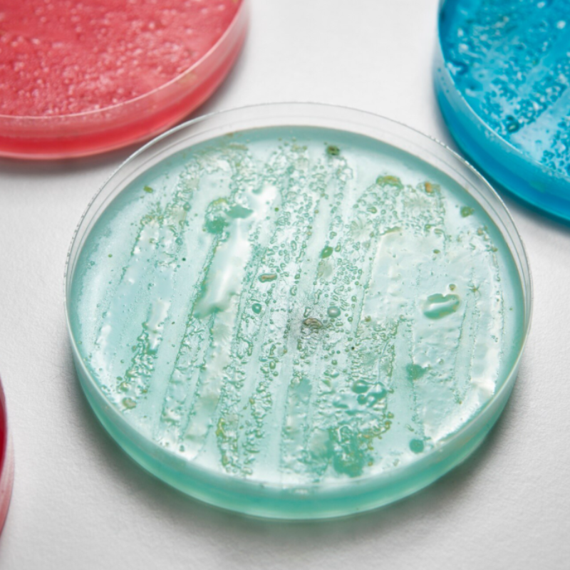 Boîte de Pétri avec culture bactérienne colorée.