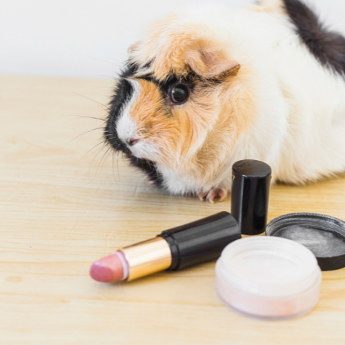 Cochon d'Inde avec maquillage sur table en bois.
