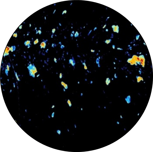 Image colorée de cellules sous microscope.