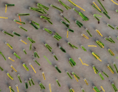 Bactéries colorées au microscope en gros plan