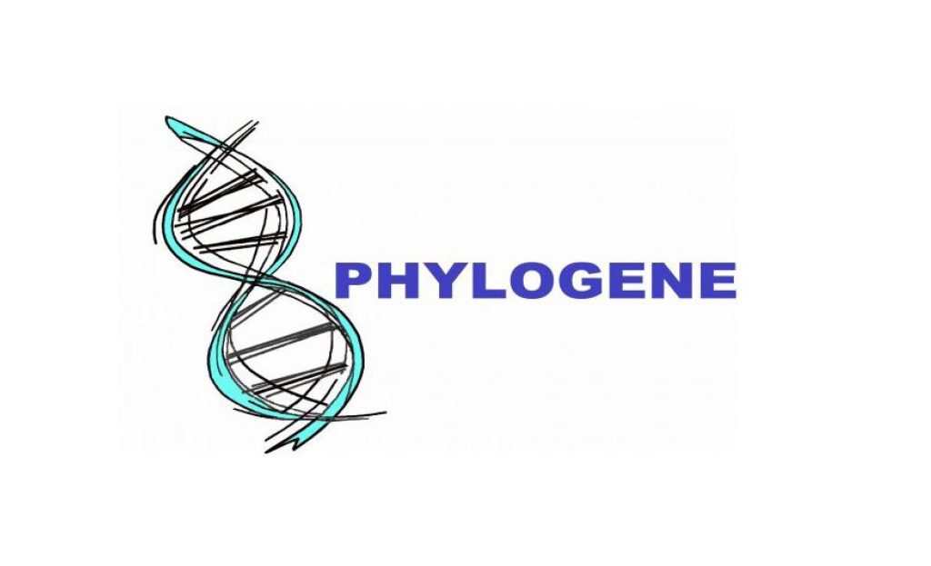 Logo avec ADN stylisé et texte Phylogene