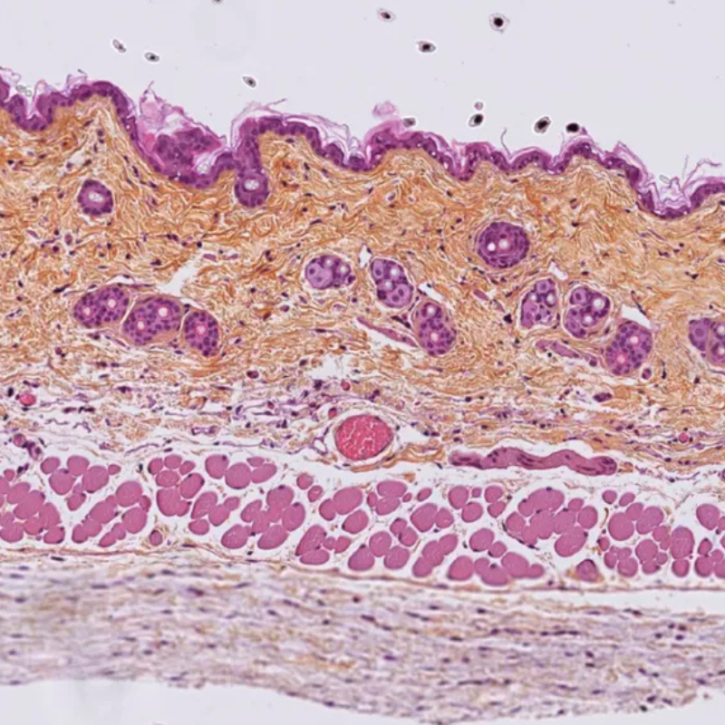 Coupe microscopique de tissu anatomique coloré